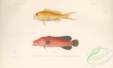 fishes-07533 - Pacific Creole-Fish, serranus colonus, Mottled Soapfish, rypticus bicolor