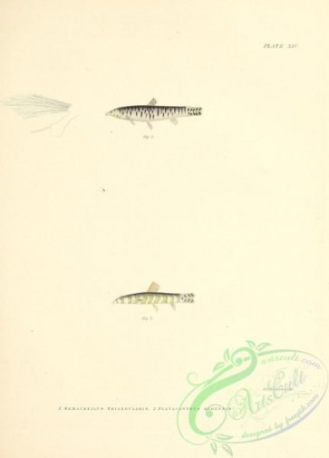 fishes-07547 - 013-nemacheilus triangularis, Common Spiny Loach, platacanthus agrensis