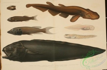fishes-07663 - 014-Smallbelly Catshark, scylliorhinus indicus, bathytroctes rostratus, Longtail Slickhead, bathytroctes longifilis, lycodes macrops