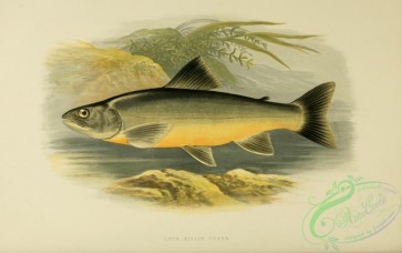 fishes_best-00017 - LOCH KILLIN CHARR