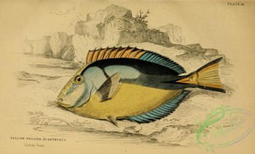 fishes_best-00115 - Yellow-bellied Acanthurus