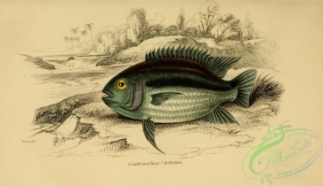 fishes_best-00134 - Doublespot Acara, centrarchus vittatus