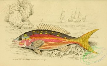 fishes_best-00170 - 025-Golden-tailed Mesoprion, mesoprion chrysurus