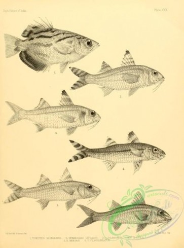 fishes_bw-00040 - 029-toxotes microlepis, upeneoides vittatus, upeneoides sulphureus, Freckled Goatfish, upeneoides tragula, Bensasi Goatfish, upeneoides bensasi, upeneoides flavolineatus