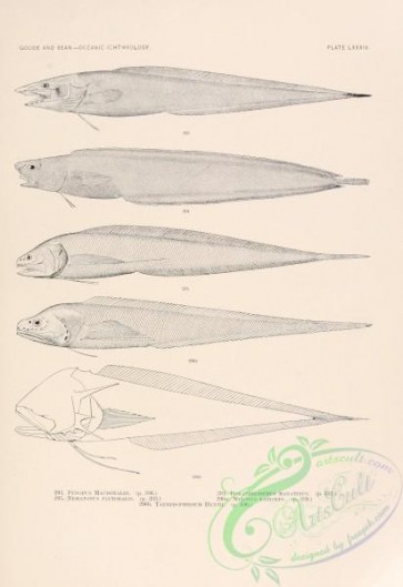 fishes_bw-00411 - black-and-white 035-penopus macdonaldi, barathrodemus manatinus, nematonus pectoralis, mixonus laticeps, tauredophidium hextii