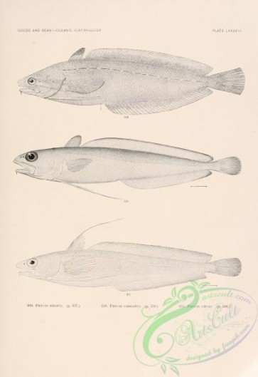 fishes_bw-00414 - black-and-white 038-phycis regius, Gulf Hake, phycis cirratus, Red Hake, phycis chuss