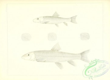 fishes_bw-01344 - black-and-white 017-Milk River Sucker, acomus lactarius