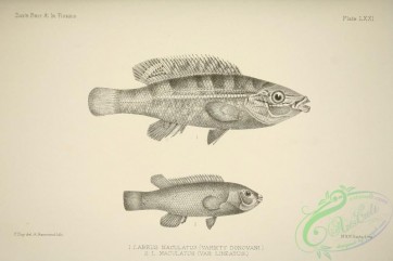 fishes_bw-01499 - black-and-white labrus maculatus donovani, labrus maculatus lineatus
