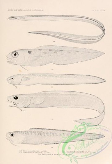 fishes_bw-02458 - 087-Quillfish, ptilichthys goodei, Blackrim Cusk-Eel, leptophidium cervinum, Polka-Dot Cusk-Eel, otophidium omostigma, Blackrim Cusk-Eel, leptophidium profundorum