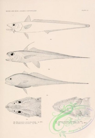 fishes_bw-02472 - 101-macruronus novae-zelandiae, bathygadus favosus, Luminous Hake, steindachneria argentea, Hollowsnout Grenadier, coelorhynchus carminatus