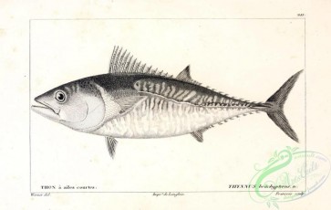 fishes_bw-02796 - 053-Atlantic Bonito, thynnus brachypterus
