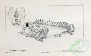 fishes_bw-03083 - 131-Pitted Stonefish, synanceia erosa