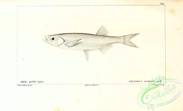 fishes_bw-03191 - 090-Silver Razorbelly Minnow, leuciscus acinaces