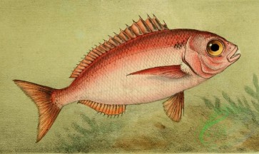fishes_full_color-00029 - Blackspot Seabream