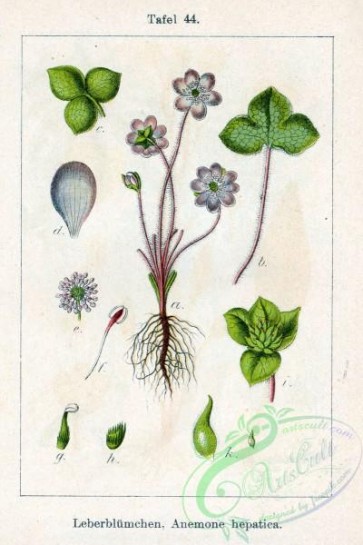 flora-00058 - Hepatica nobilis