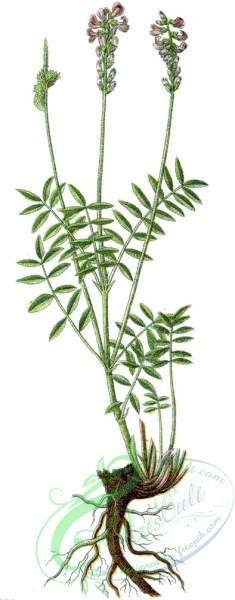 flora-00090 - Onobrychis viciifolia
