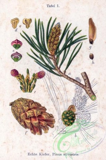 flora-00094 - Pinus sylvestris