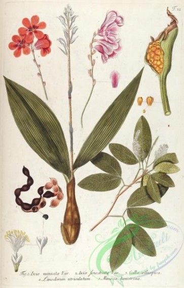 flora-00507 - 032-ixia miniatae, calla oethiopica, mimosa ligustrina