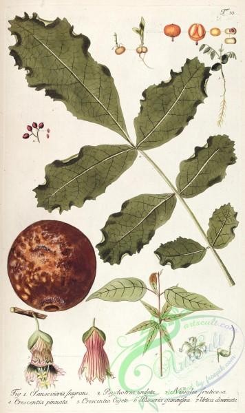 flora-00508 - 033-sansevieria fragrans, psychotria undata, nissolia fruticosa, crescentia pinnata