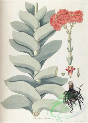 flora-00557 - 082-larochea falcata