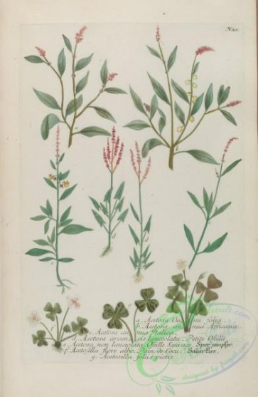 flora-00633 - 020-acetosa annua, acetosa arvensis