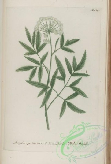 flora-00747 - 134-angelica palustris