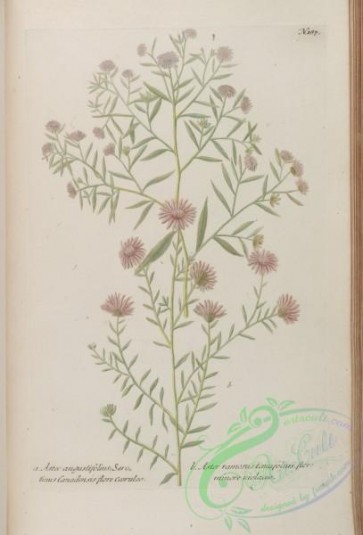 flora-00800 - 187-aster angustifolius, aster ramosus