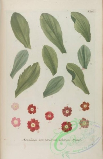 flora-00829 - 216-auricularum ursi