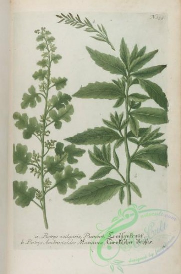 flora-00869 - 256-botrys vulgaris