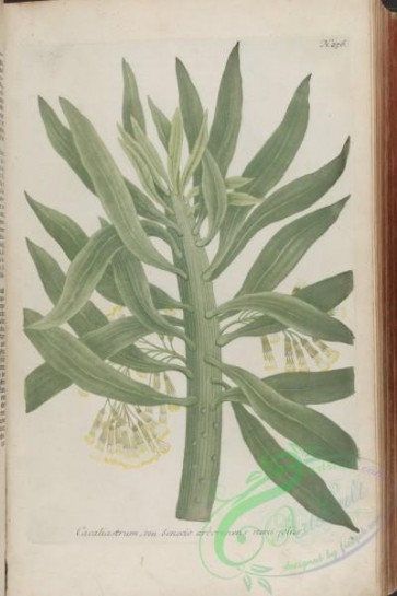 flora-00890 - 001-cacaliastrum senecio arborescens