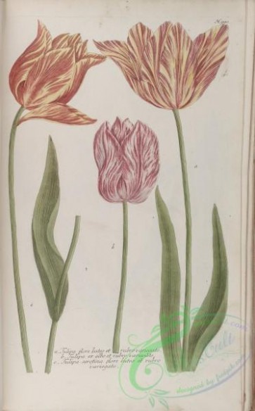 flora-01601 - 214-tulipa serotina