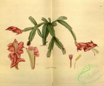 flora-01656 - 020-cactus truncatus