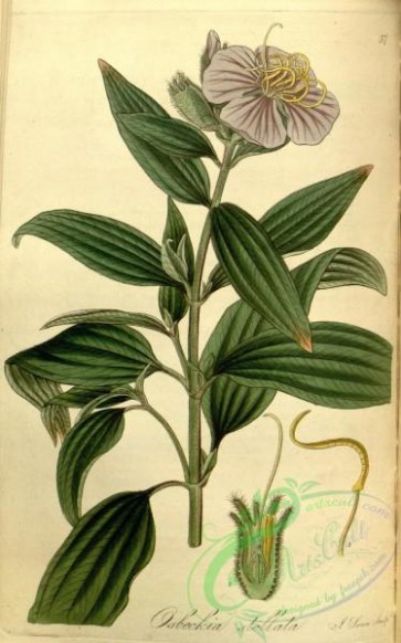 flora-01673 - 037-osbeckia stellata