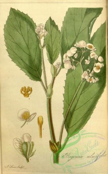 flora-01693 - 057-begonia ulmifolia