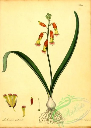 flora-01873 - 004-lachenalia quadricolor