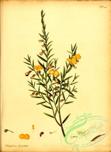 flora-01919 - 050-platylobium lanceolatum