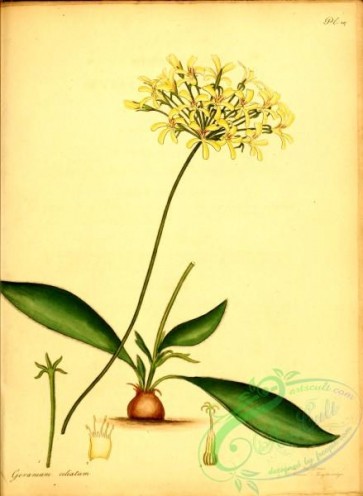 flora-01949 - 080-geranium ciliatum