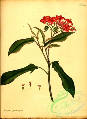 flora-01961 - 092-jatropha panduraefolia