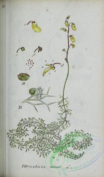 flora-03988 - 155-utricularia minor