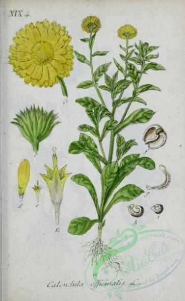 flora-04181 - 142-calendula officinalis