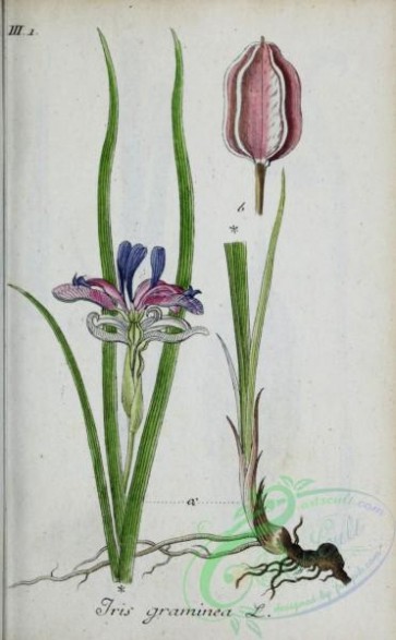 flora-04459 - 420-iris graminea