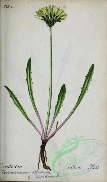 flora-04492 - 453-leontodon salinus