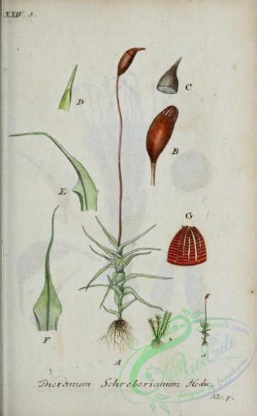 flora-04651 - 245-dicranum schreberianum