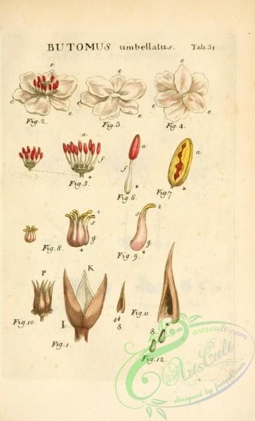 flora-04894 - 109-butomus umbellatus