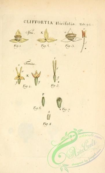flora-04958 - 173-cliffortia ilicifolia