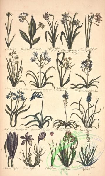 flora-05140 - 379-Garlick, Jonquill, Bethlehem, Muscari, Hyacinth, Bulbocodium, Saffron, Asphodell