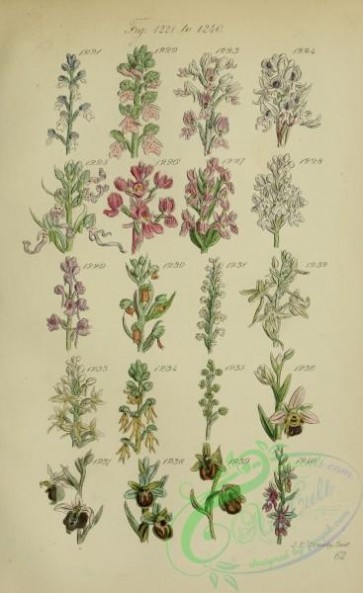 flora-05442 - 296-orchis, gymnadenia, habenaria, aceras, herminium, ophrys