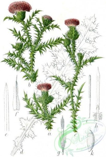 flora-05532 - Carduus acanthoides
