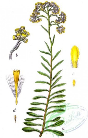flora-05622 - Gnaphalium arenarium