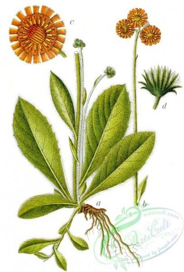 flora-05631 - Hieracium aurantiacum